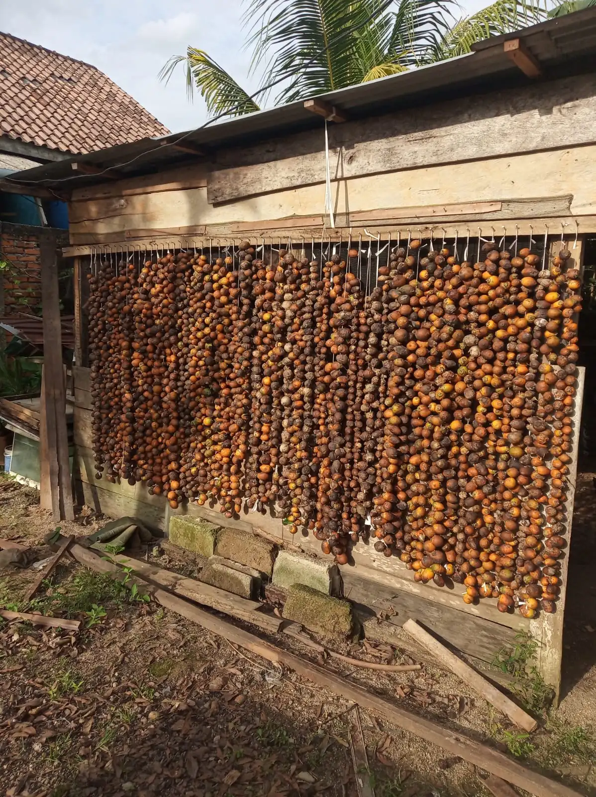 Areca Nut arranged for drying in the client-supplied SGCI archive