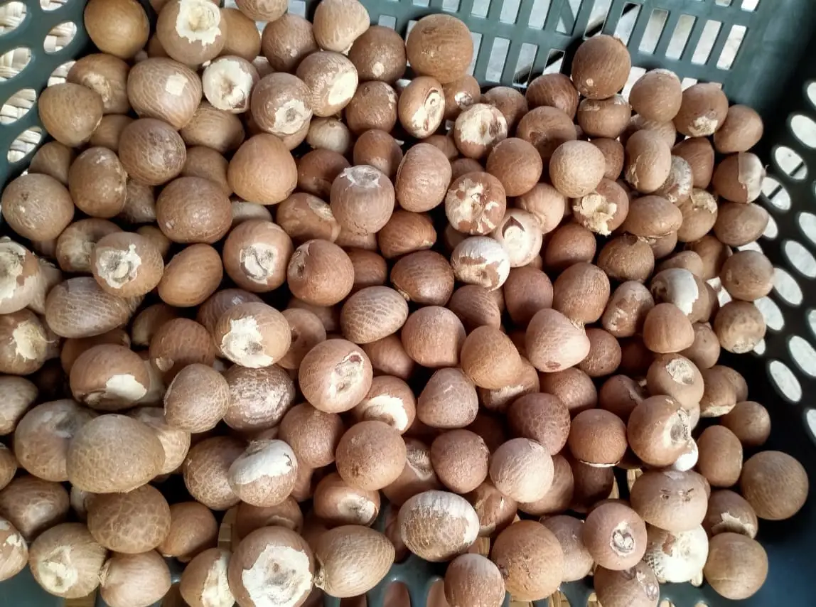 Whole Areca Nut collected in a sorting crate from the client-supplied SGCI archive