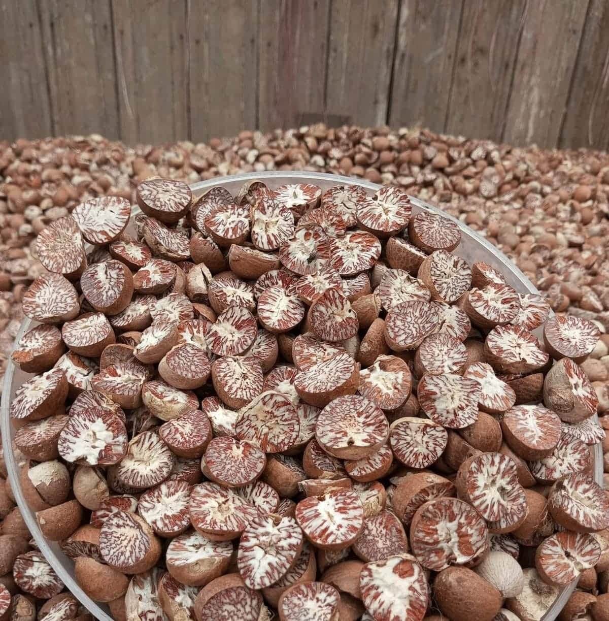 A tray of split areca nuts showing their patterned cut surfaces